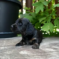 Abigail - AKC Long-haired Mini Dachshund, a female Miniature Dachshund for sale in Fairfield, ME – 4 of 6
