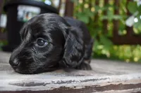Abigail - AKC Long-haired Mini Dachshund, a female Miniature Dachshund for sale in Fairfield, ME – 6 of 6