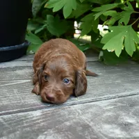 Pauli - AKC Long-haired Mini Dachshund, a male Miniature Dachshund for sale in Fairfield, ME – 3 of 6