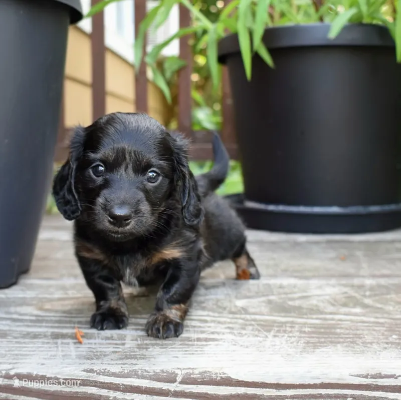 Abigail - AKC Long-haired Mini Dachshund – Miniature Dachshund puppy on hold in Fairfield, ME