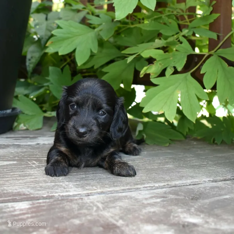 Abigail - AKC Long-haired Mini Dachshund – Miniature Dachshund puppy for sale in Fairfield, ME