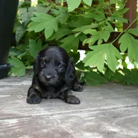 Abigail - AKC Long-haired Mini Dachshund, a female Miniature Dachshund for sale in Fairfield, ME – 1 of 6