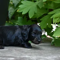 Harriet - AKC Long-haired Mini Dachshund, a female Miniature Dachshund for sale in Fairfield, ME – 4 of 6