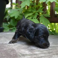 Otis - AKC Long-haired Mini Dachshund, a male Miniature Dachshund for sale in Fairfield, ME – 4 of 7