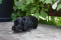 Harriet - AKC Long-haired Mini Dachshund, a female Miniature Dachshund for sale in Fairfield, ME – 6 of 6