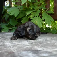 Ruth - AKC Long-haired Mini Dachshund, a female Miniature Dachshund for sale in Fairfield, ME – 4 of 5