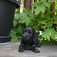 Abigail - AKC Long-haired Mini Dachshund, a female Miniature Dachshund for sale in Fairfield, ME – 3 of 6