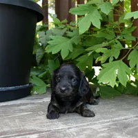 Abigail - AKC Long-haired Mini Dachshund, a female Miniature Dachshund for sale in Fairfield, ME – 2 of 6