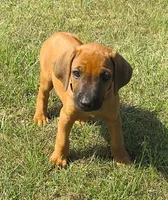 PInk female, a female Rhodesian Ridgeback for sale in Palestine, TX – 3 of 4