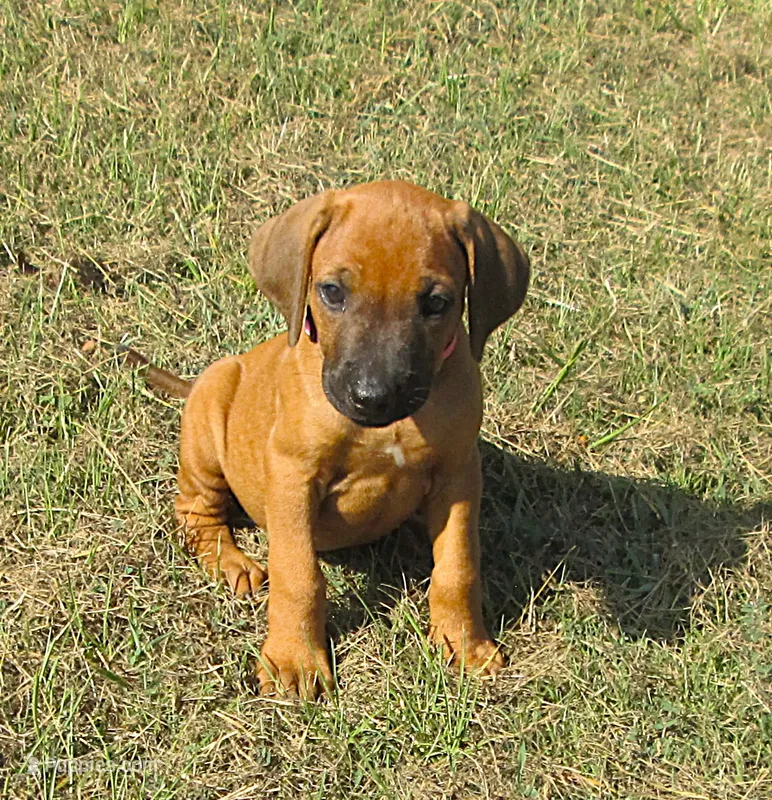 PInk female – Rhodesian Ridgeback puppy for sale in Palestine, TX