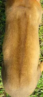 Belle's girl, a female Rhodesian Ridgeback for sale in Palestine, TX – 5 of 5