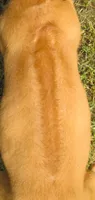 Purple female, a female Rhodesian Ridgeback for sale in Palestine, TX – 3 of 3