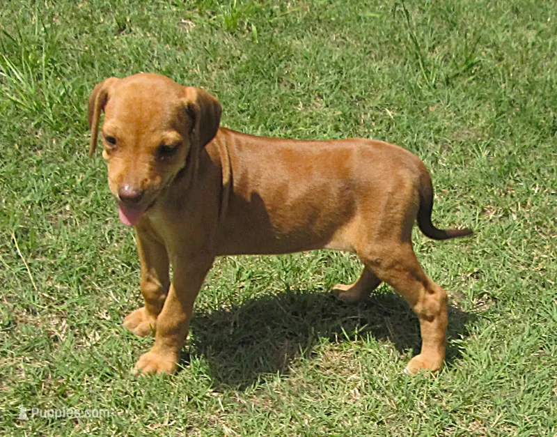 Lily's girl – Rhodesian Ridgeback puppy for sale in Palestine, TX