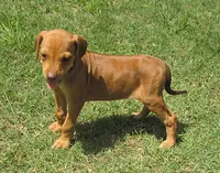 Lily's girl, a female Rhodesian Ridgeback for sale in Palestine, TX – 1 of 3