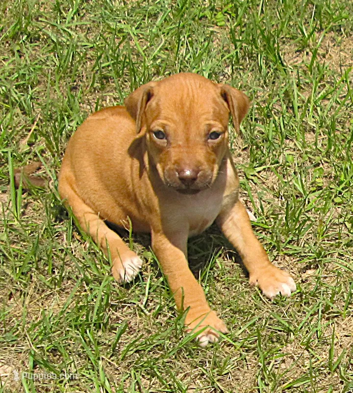 Glorys girl – Rhodesian Ridgeback puppy for sale in Palestine, TX