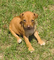 Glorys girl, a female Rhodesian Ridgeback for sale in Palestine, TX – 1 of 3