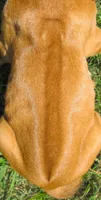 Shasta's #1 male, a male Rhodesian Ridgeback for sale in Palestine, TX – 4 of 4