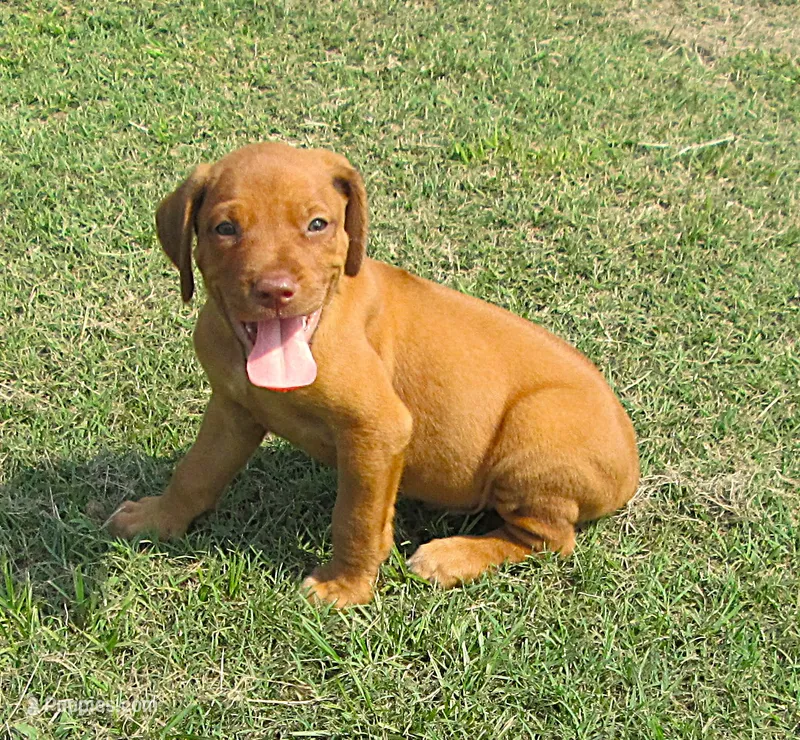 Lt blue male – Rhodesian Ridgeback puppy for sale in Palestine, TX