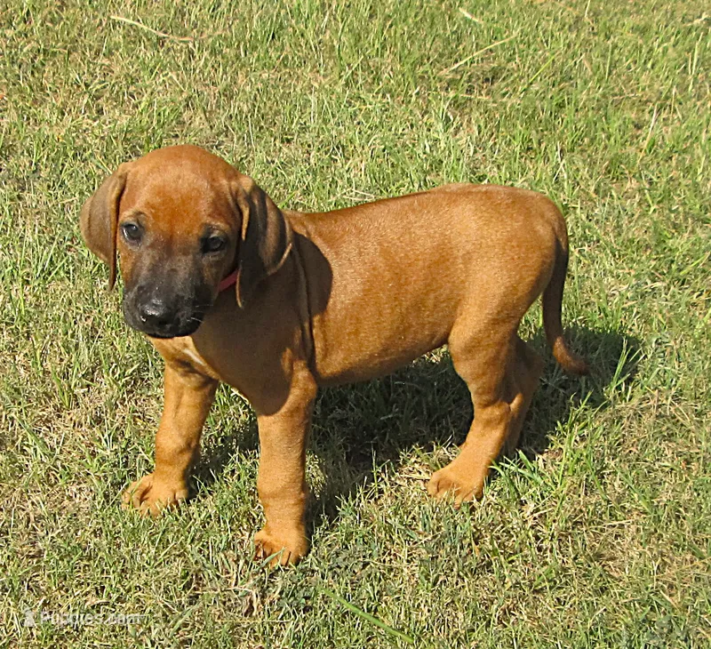 PInk female – Rhodesian Ridgeback puppy for sale in Palestine, TX