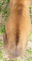 Red male, a male Rhodesian Ridgeback for sale in Palestine, TX – 4 of 4