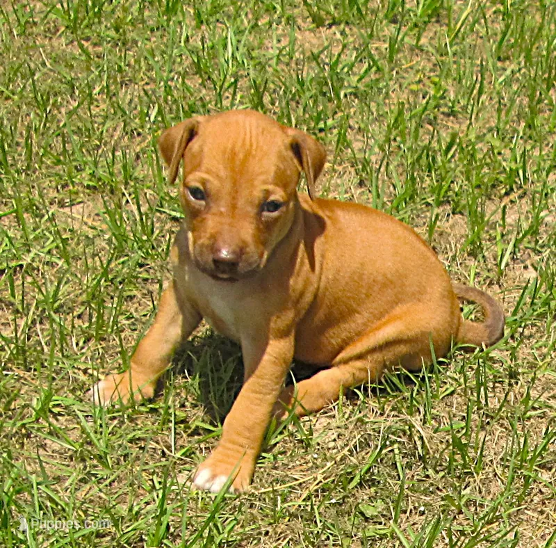 Glorys girl – Rhodesian Ridgeback puppy for sale in Palestine, TX