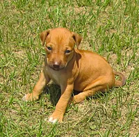 Glorys girl, a female Rhodesian Ridgeback for sale in Palestine, TX – 2 of 3