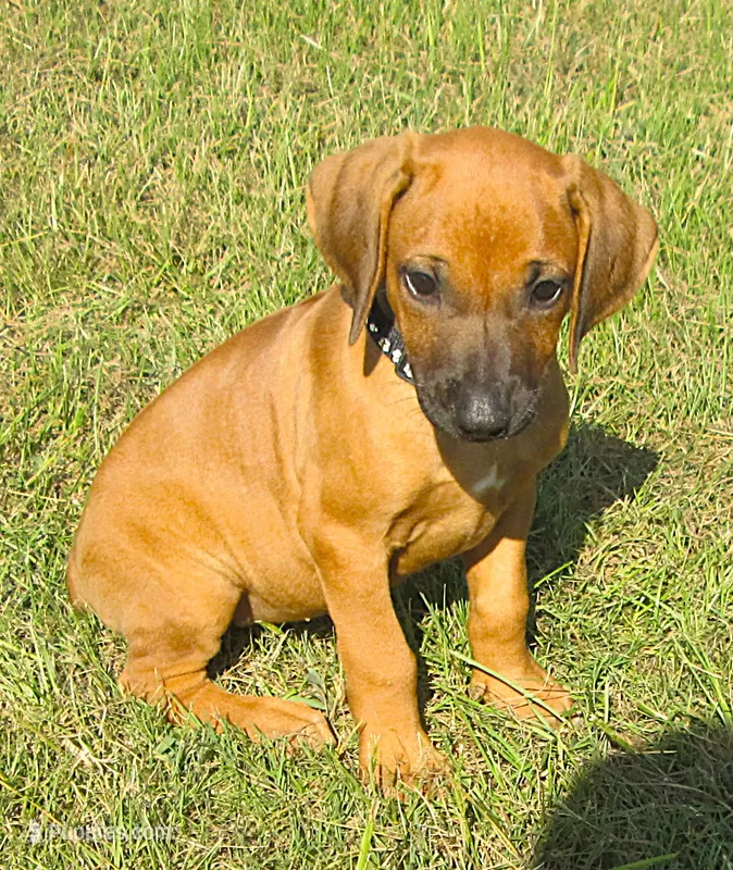 Black female – Rhodesian Ridgeback puppy for sale in Palestine, TX