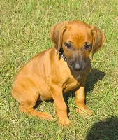 Black female, a female Rhodesian Ridgeback for sale in Palestine, TX – 1 of 3