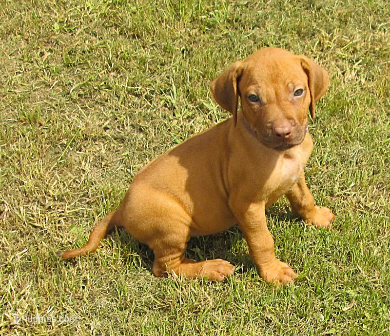 Purple female – Rhodesian Ridgeback puppy for sale in Palestine, TX