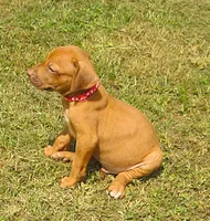Red male, a male Rhodesian Ridgeback for sale in Palestine, TX – 3 of 4