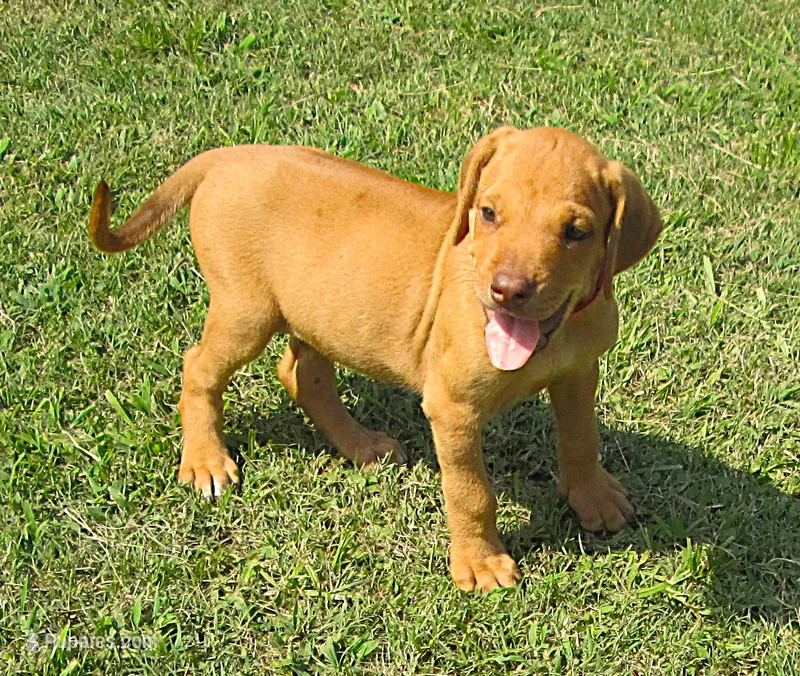 Red male – Rhodesian Ridgeback puppy for sale in Palestine, TX