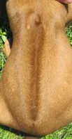 Purple female, a female Rhodesian Ridgeback for sale in Palestine, TX – 4 of 4