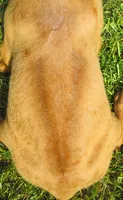 Orange male, a male Rhodesian Ridgeback for sale in Palestine, TX – 3 of 3