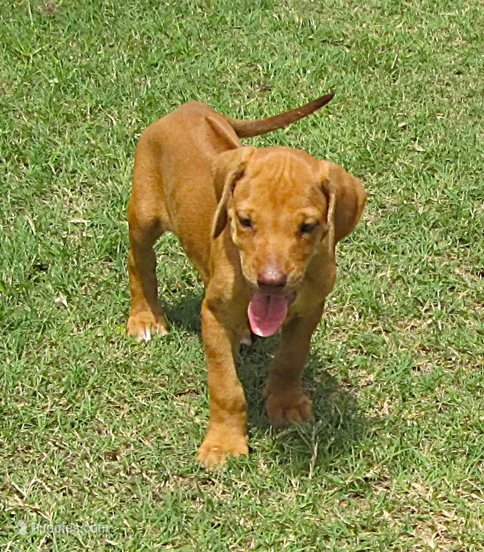 Red male – Rhodesian Ridgeback puppy for sale in Palestine, TX