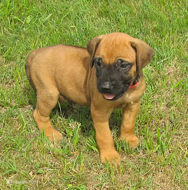 Red male – Rhodesian Ridgeback puppy for sale in Palestine, TX