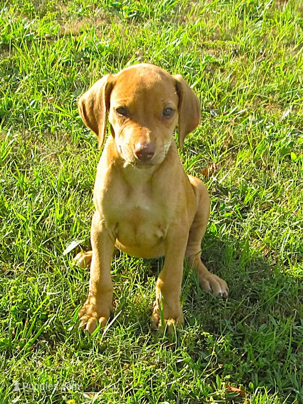 Lily's girl – Rhodesian Ridgeback puppy for sale in Palestine, TX