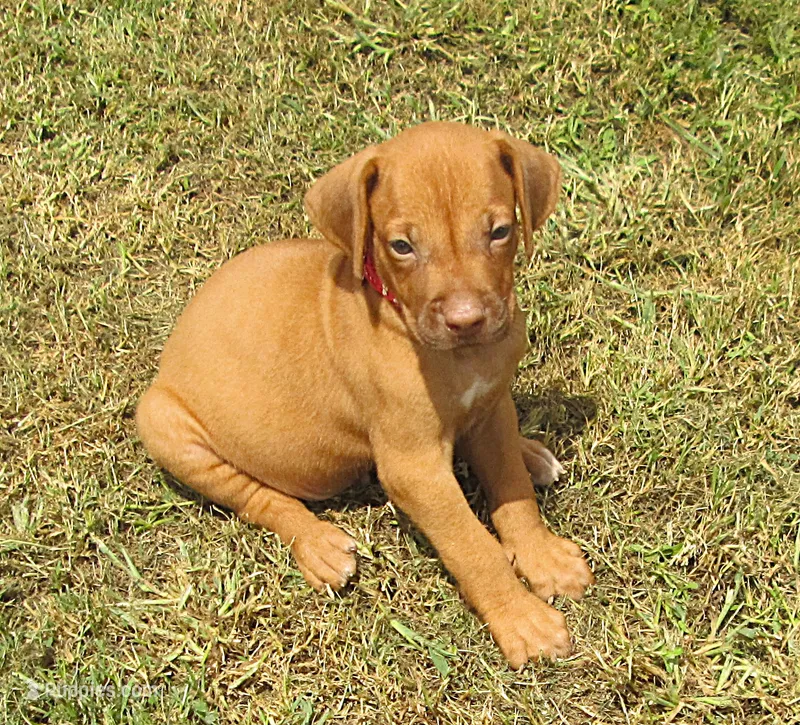 Red male – Rhodesian Ridgeback puppy for sale in Palestine, TX