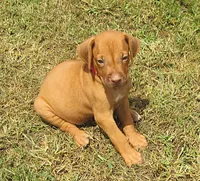 Red male, a male Rhodesian Ridgeback for sale in Palestine, TX – 1 of 4