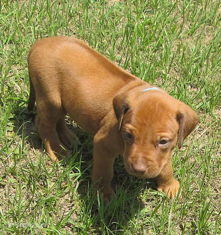 Lt blue male – Rhodesian Ridgeback puppy for sale in Palestine, TX