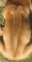 Hershey's #2, a female Rhodesian Ridgeback for sale in Palestine, TX – 3 of 3