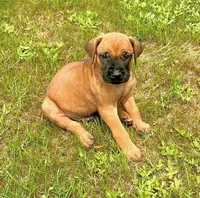 Red male, a male Rhodesian Ridgeback for sale in Palestine, TX – 3 of 4