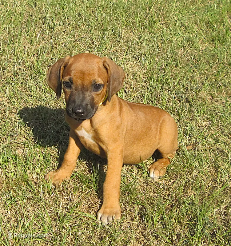 Orange female – Rhodesian Ridgeback puppy for sale in Palestine, TX