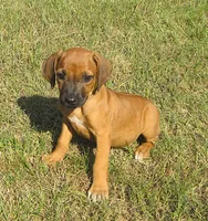 Orange female, a female Rhodesian Ridgeback for sale in Palestine, TX – 1 of 3