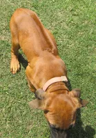 Sersi's girl, a female Rhodesian Ridgeback for sale in Palestine, TX – 3 of 4