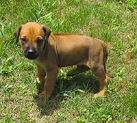 Glorys boy, a male Rhodesian Ridgeback for sale in Palestine, TX – 2 of 3