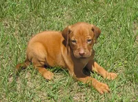 Light green male, a male Rhodesian Ridgeback for sale in Palestine, TX – 1 of 3