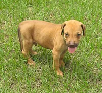 Green male, a male Rhodesian Ridgeback for sale in Palestine, TX – 2 of 3