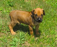 Glorys boy, a male Rhodesian Ridgeback for sale in Palestine, TX – 1 of 3