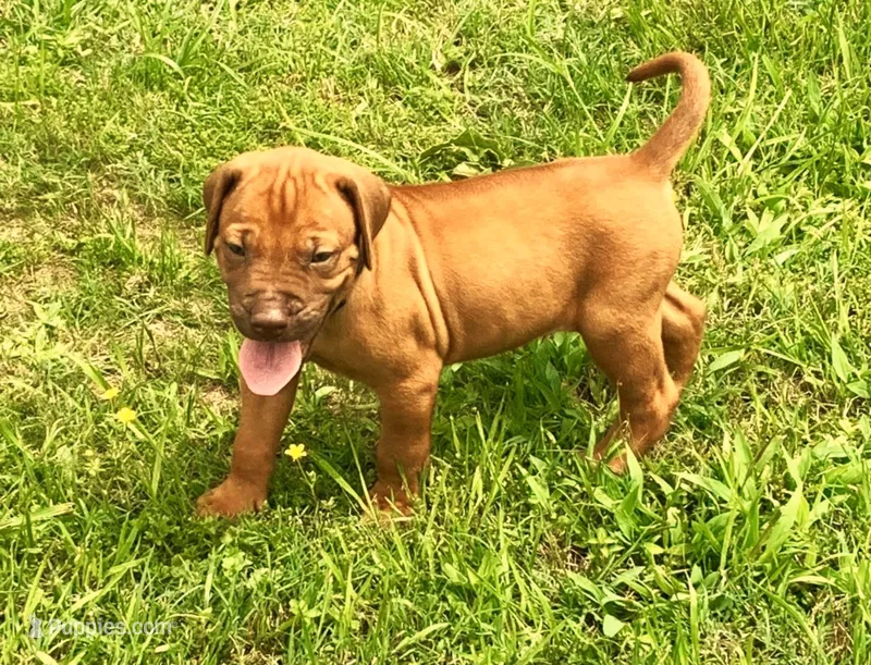 Black male – Rhodesian Ridgeback puppy for sale in Palestine, TX