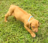 Lt blue female, a female Rhodesian Ridgeback for sale in Palestine, TX – 3 of 4